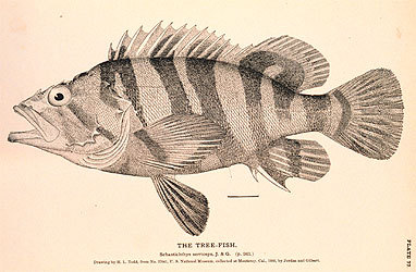 School of Fish Screenshot
